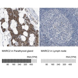 MOSC2 Antibody, Novus Biologicals 0.1mL; Unlabeled:Antibodies, Polyclonal